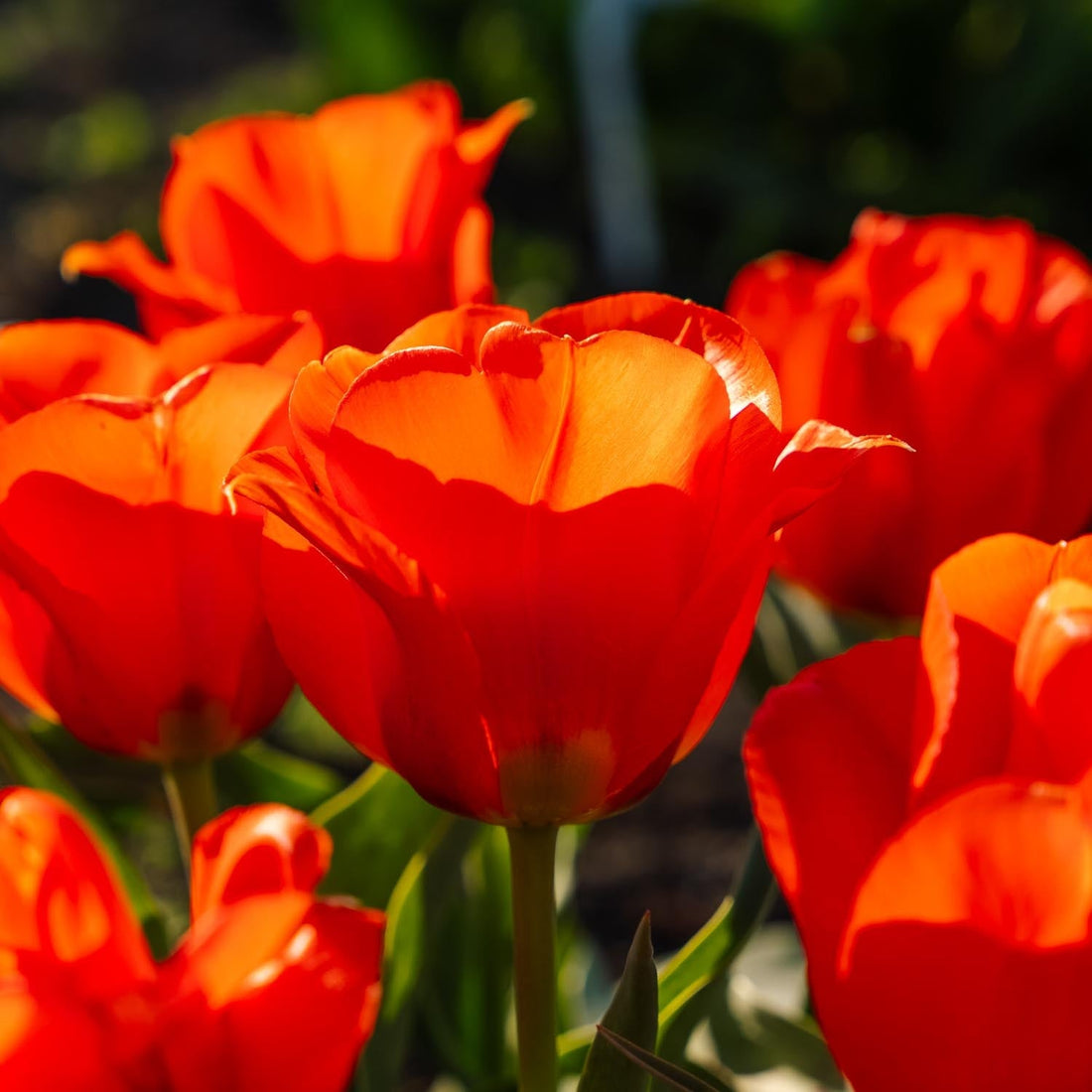 Tulppaani 'Toronto'