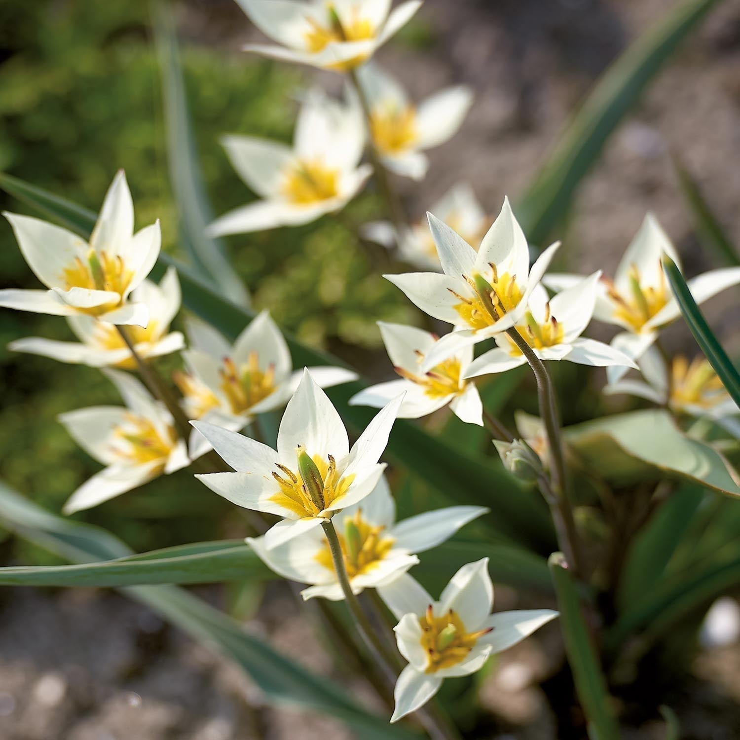 Tulppaani 'Turkestanica'