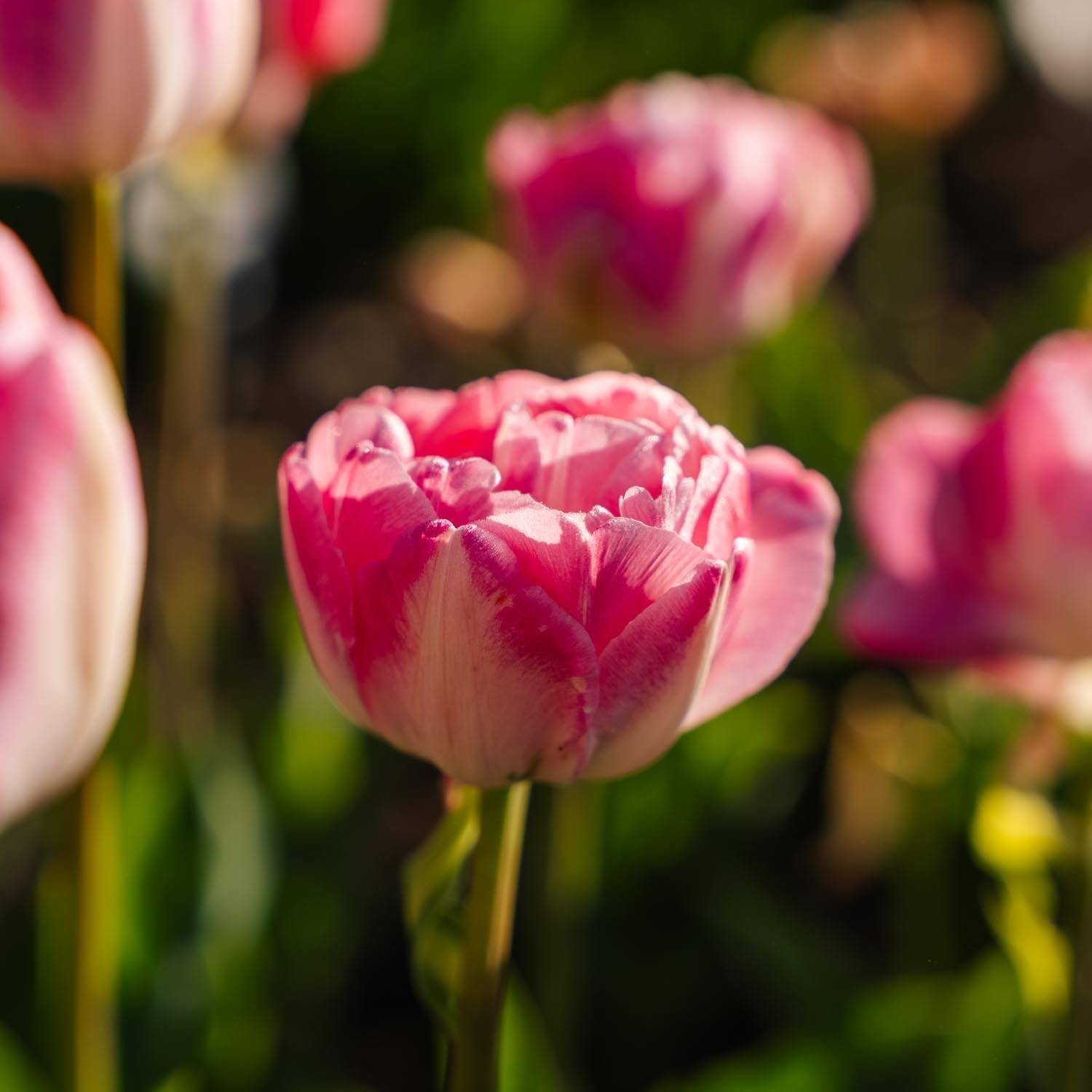 Tulppaani 'Upstar'
