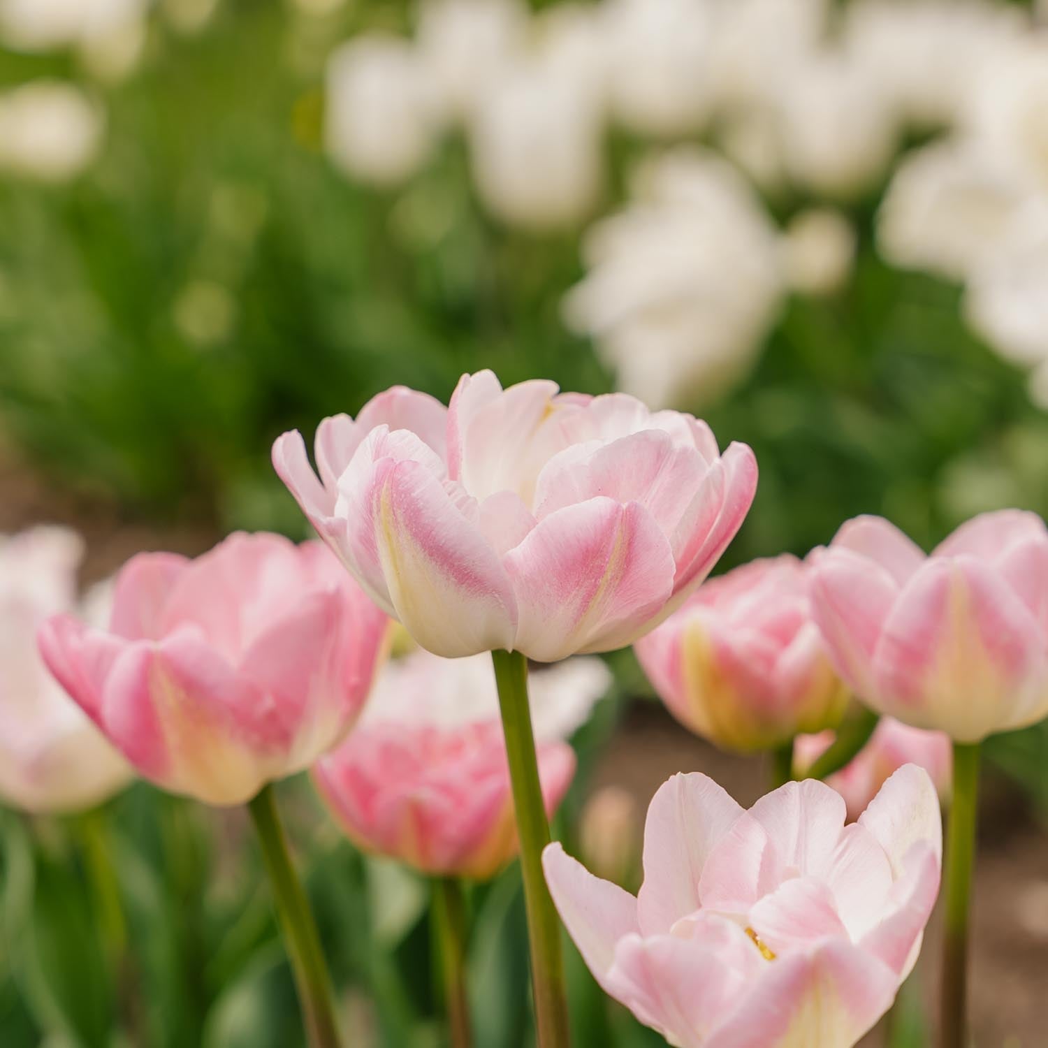 Tulppaani 'Upstar'