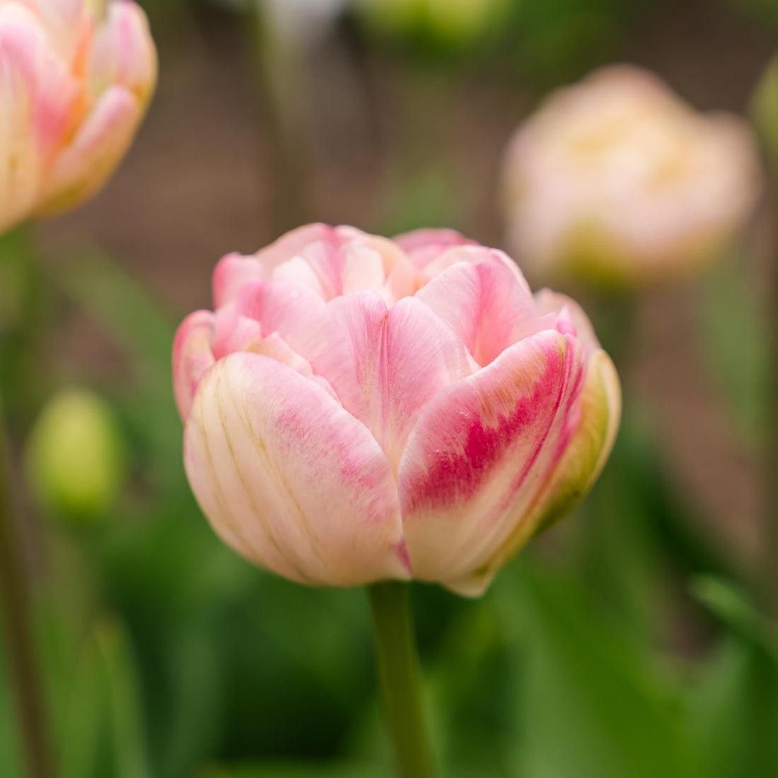 Tulppaani 'Upstar'