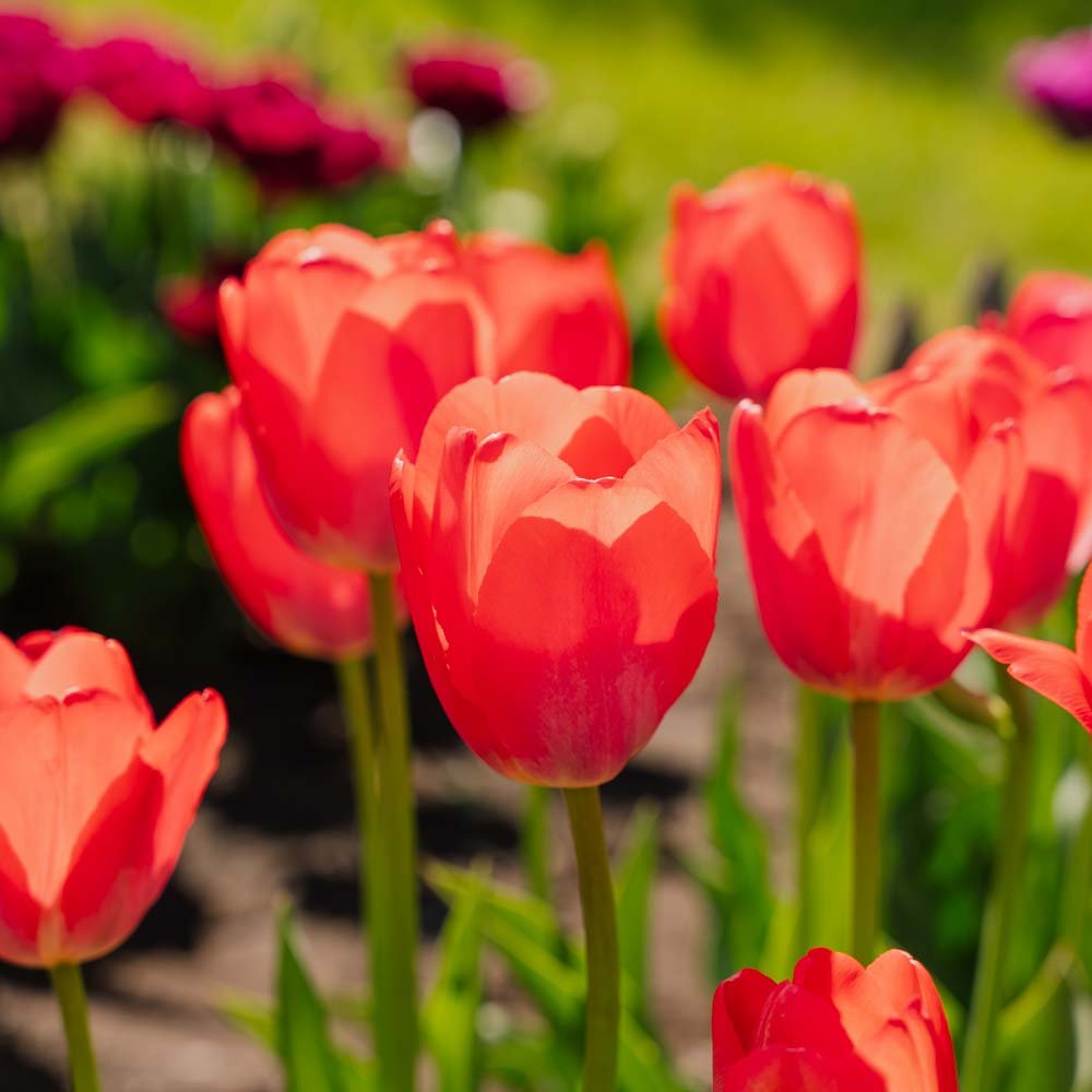 Tulppaani 'Van Eijk'