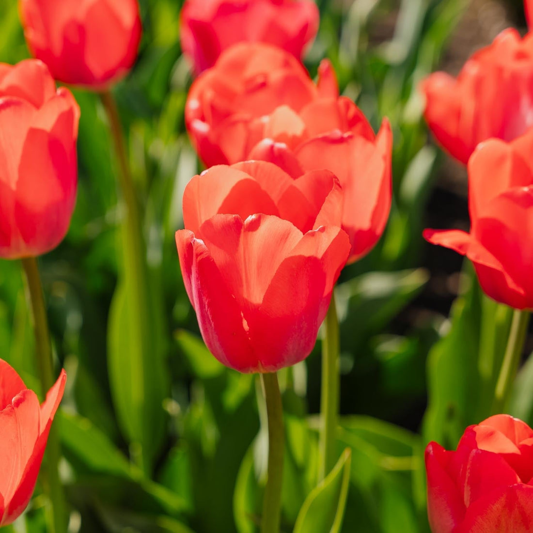 Tulppaani 'Van Eijk'