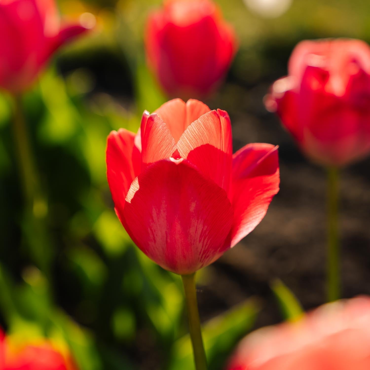 Tulppaani 'Van Eijk'