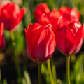 Tulppaani 'Van Eijk'