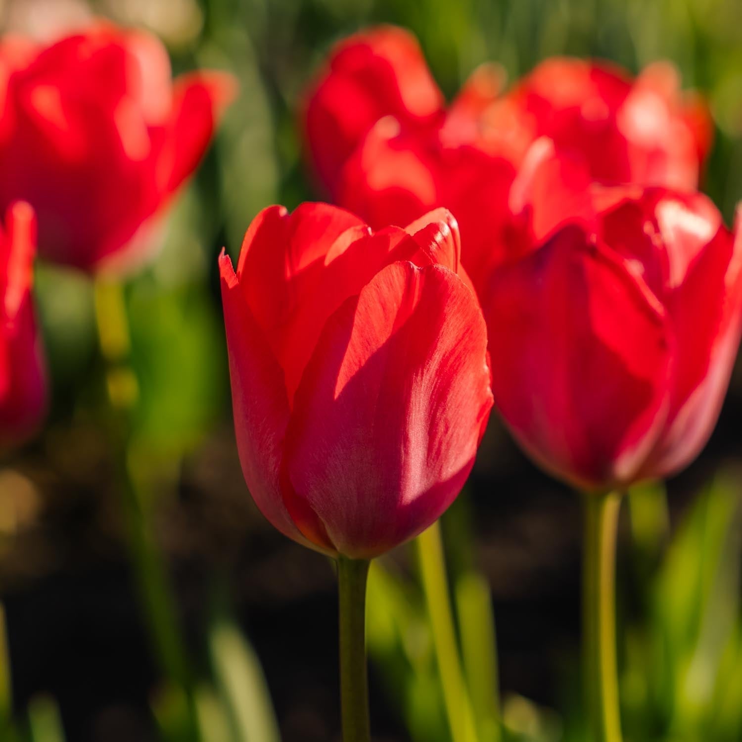 Tulppaani 'Van Eijk'