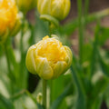 Tulppaani 'Vanille Coup'