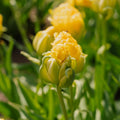 Tulppaani 'Vanille Coup'