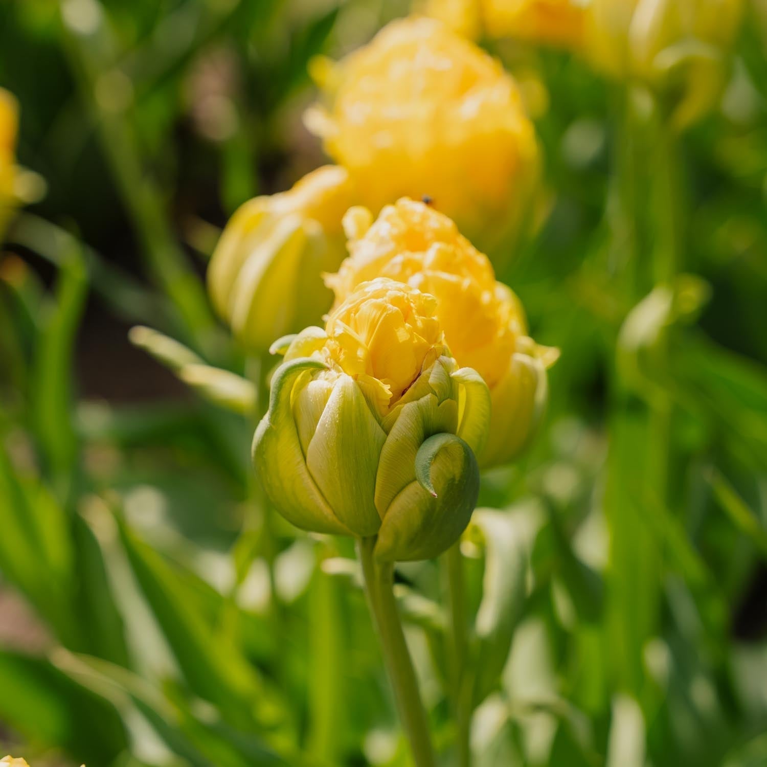Tulppaani 'Vanille Coup'