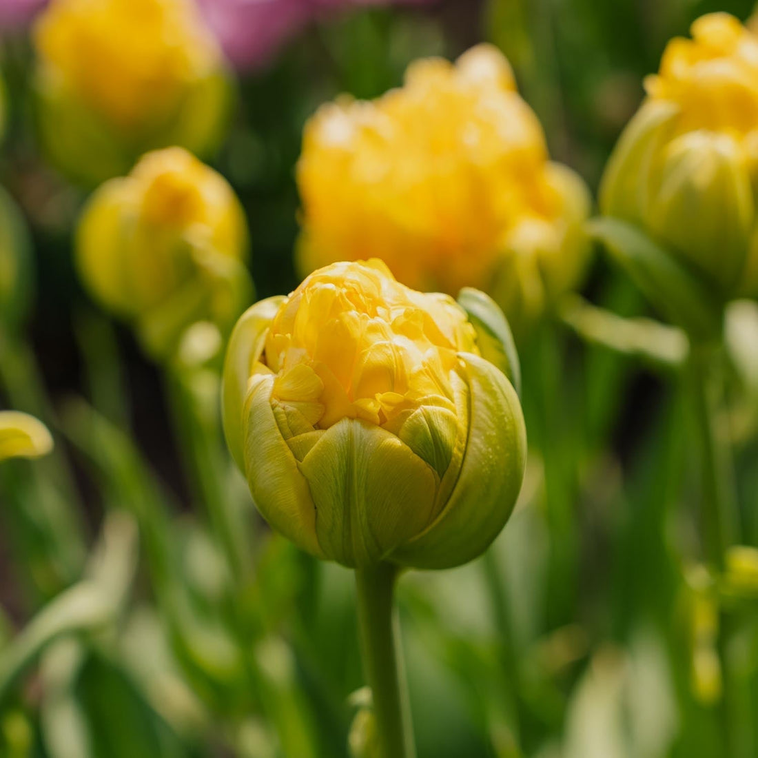 Tulppaani 'Vanille Coup'