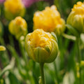 Tulppaani 'Vanille Coup'