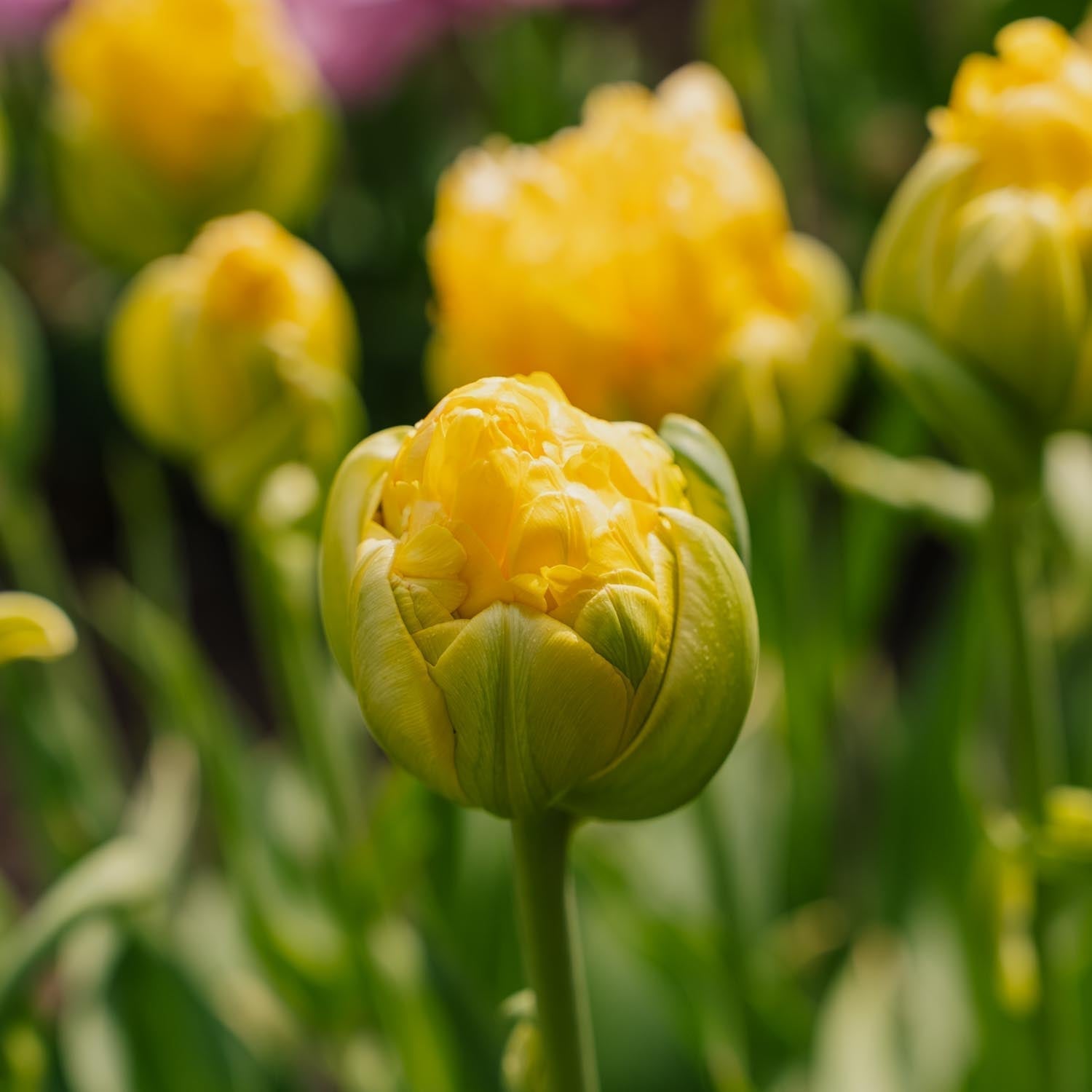 Tulppaani 'Vanille Coup'
