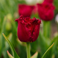 Tulppaani 'Versaci'