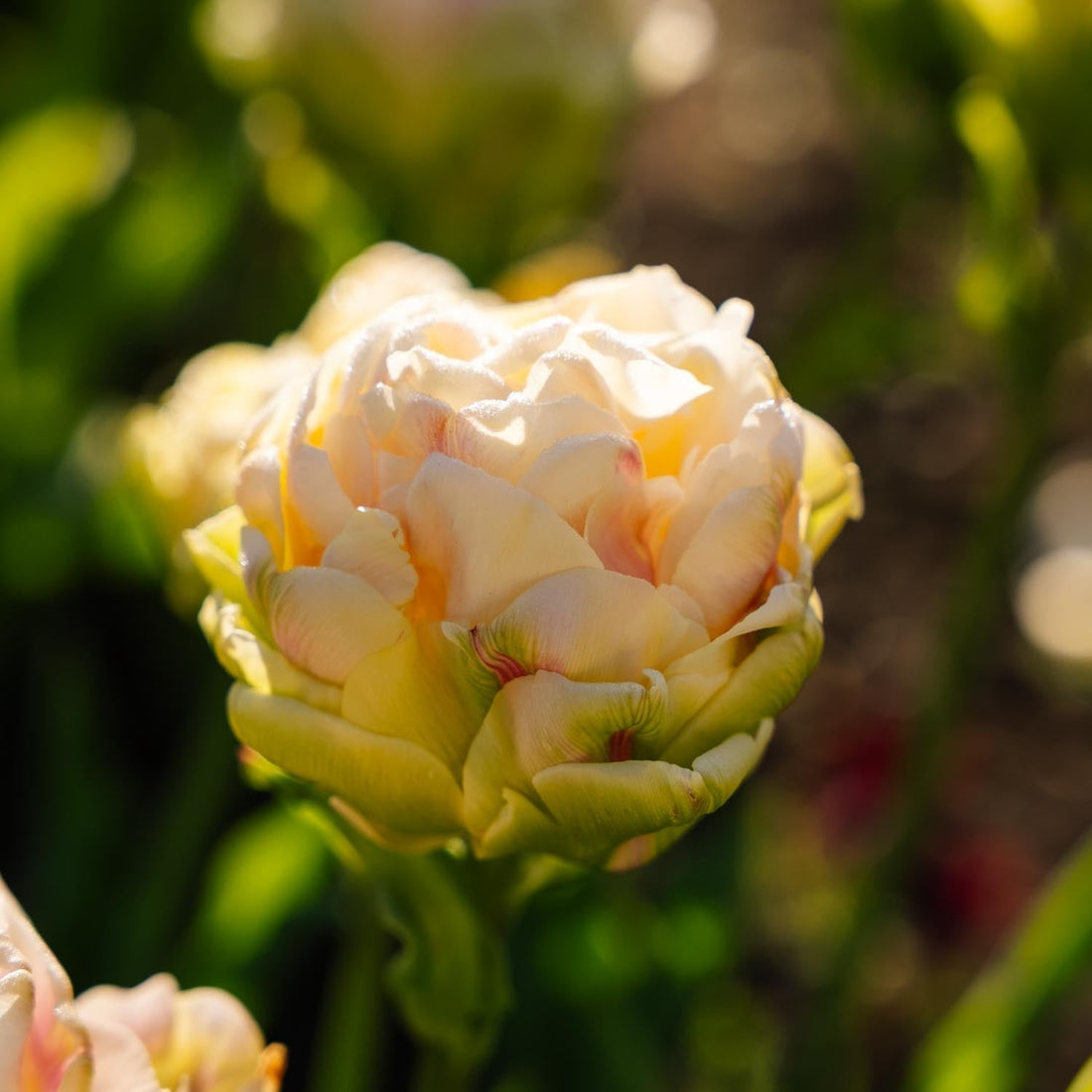 Tulppaani 'Wedding Dream'