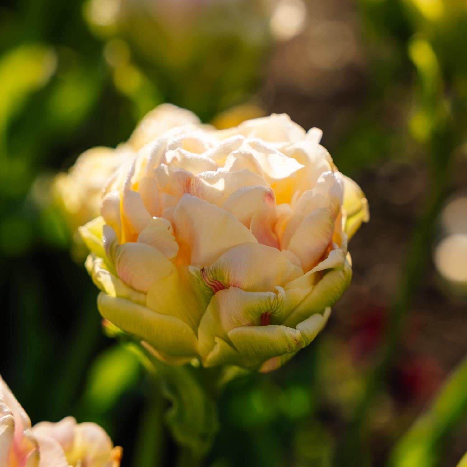 Tulppaani 'Wedding Dream'