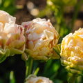 Tulppaani 'Wedding Dream'