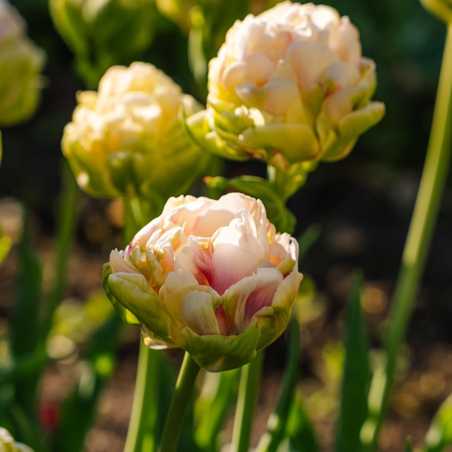 Tulppaani 'Wedding Dream'
