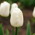 Tulppaani 'White Flag'