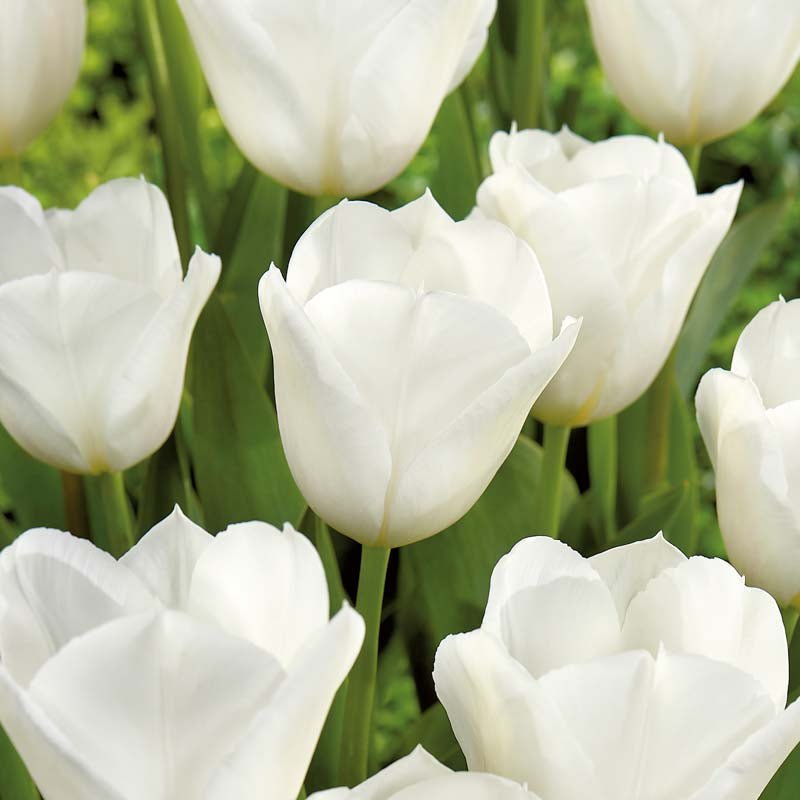 Tulppaani 'White Flag'