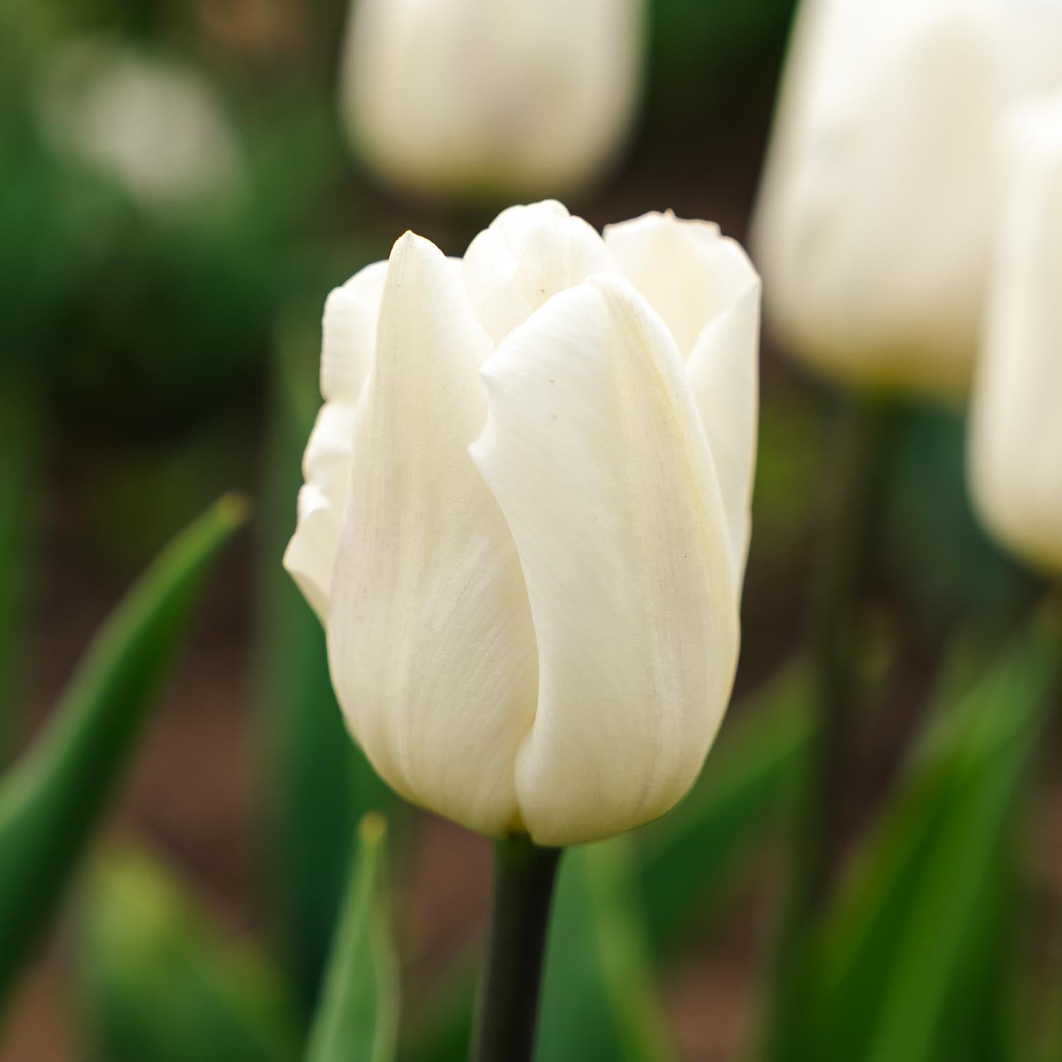 Tulppaani 'White Flag'