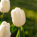 Tulppaani 'White Flag'