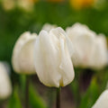 Tulppaani 'White Prince'