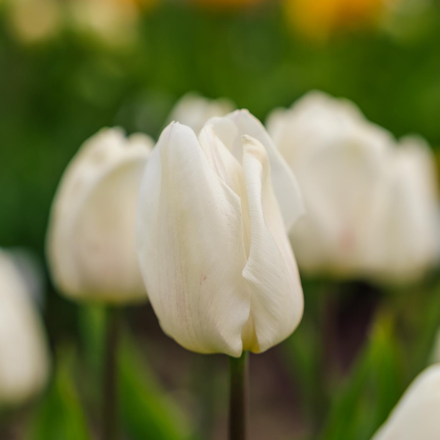 Tulppaani 'White Prince'