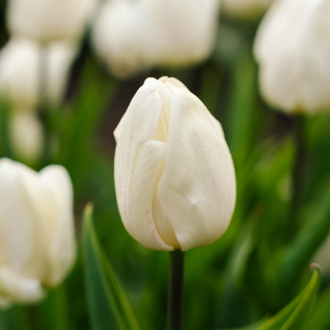 Tulppaani 'White Prince'
