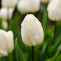 Tulppaani 'White Prince'