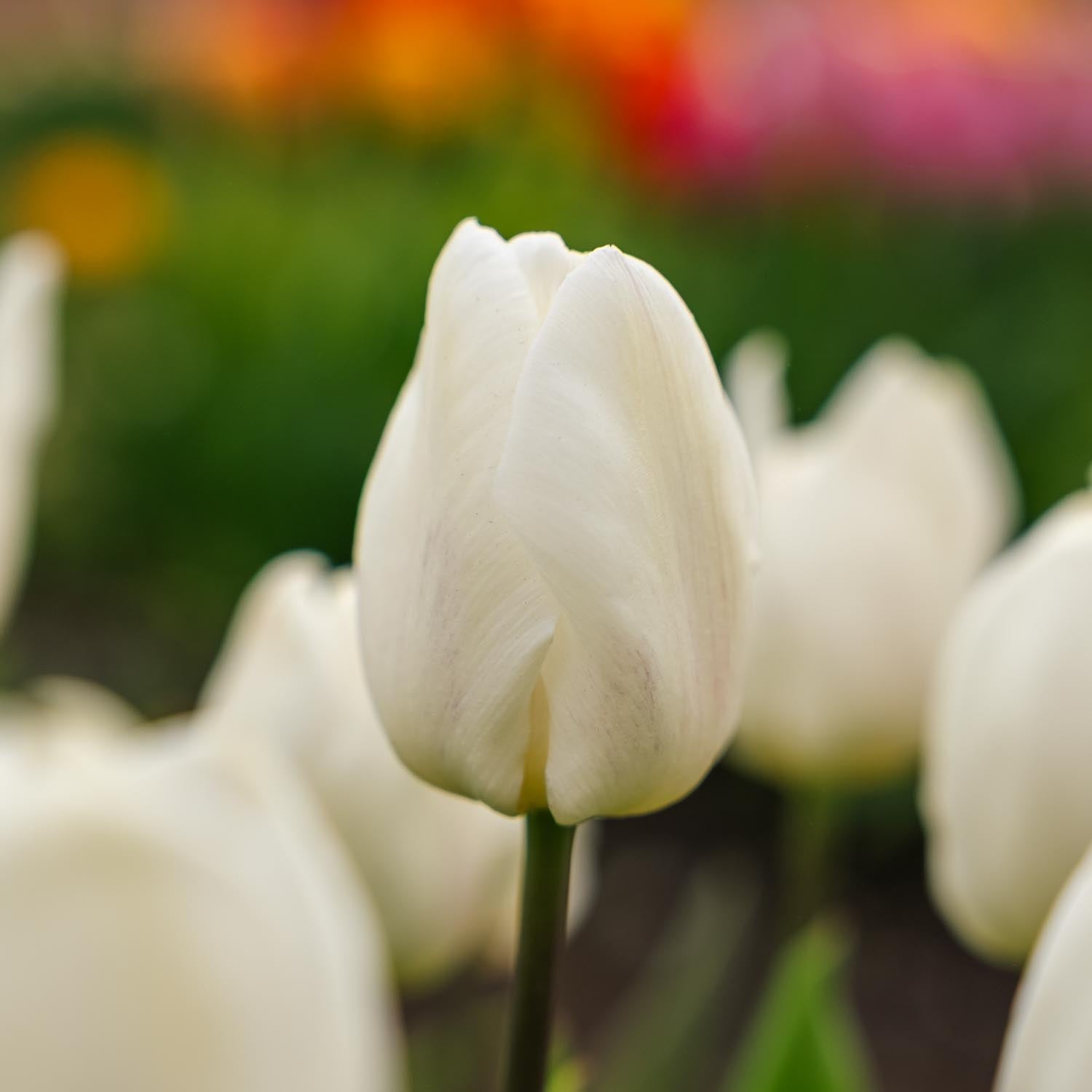 Tulppaani 'White Prince'