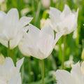 Tulppaani 'White Triumphator'