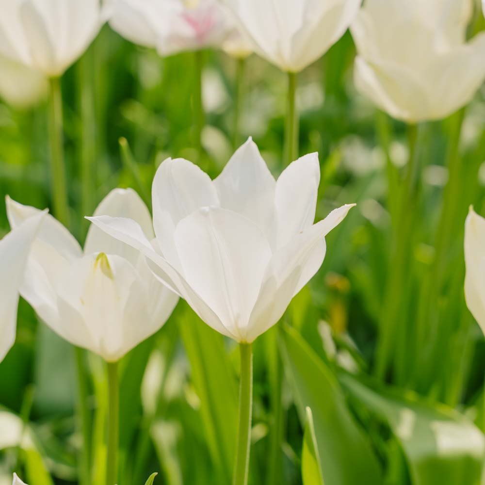 Tulppaani 'White Triumphator'