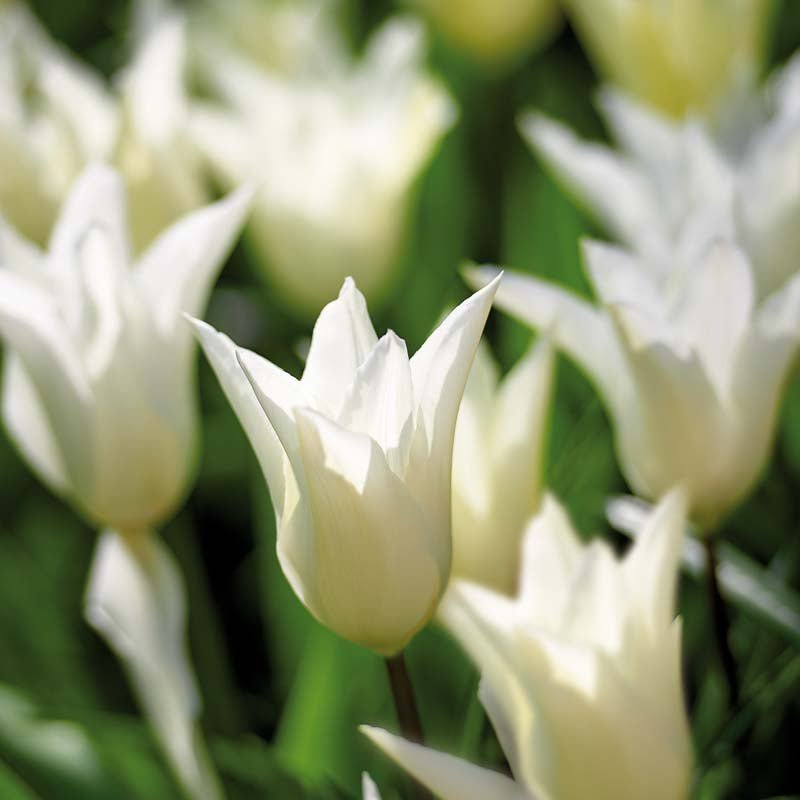 Tulppaani 'White Triumphator'