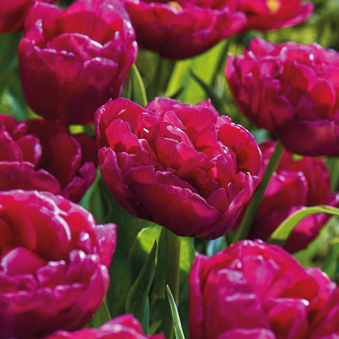 Tulppaani 'World Bowl'