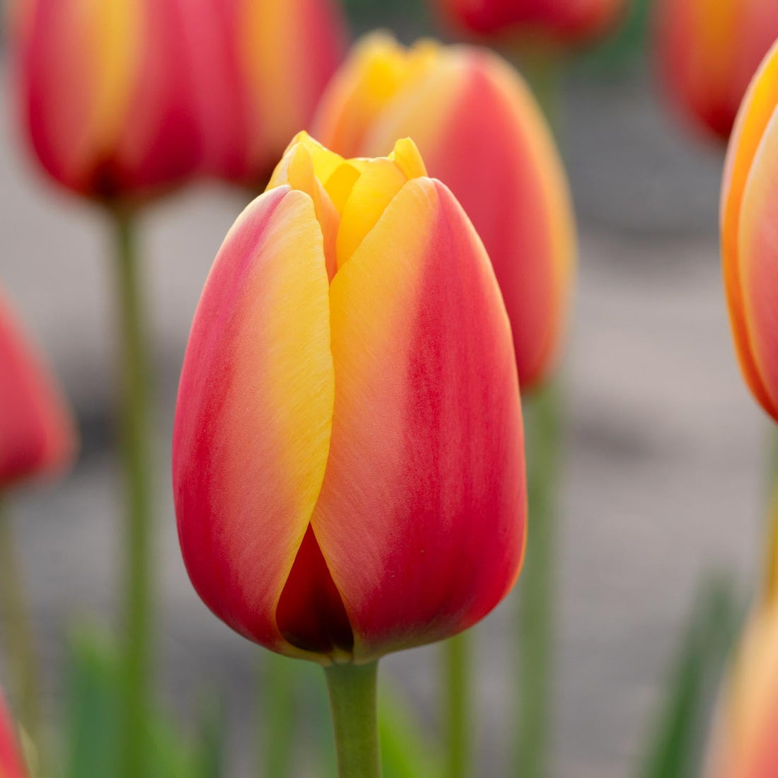 Tulppaani 'World Peace'