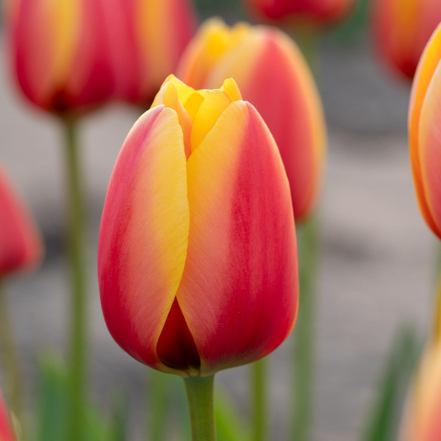 Tulppaani 'World Peace'