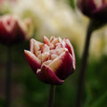 Tulppaani 'Wyndham'