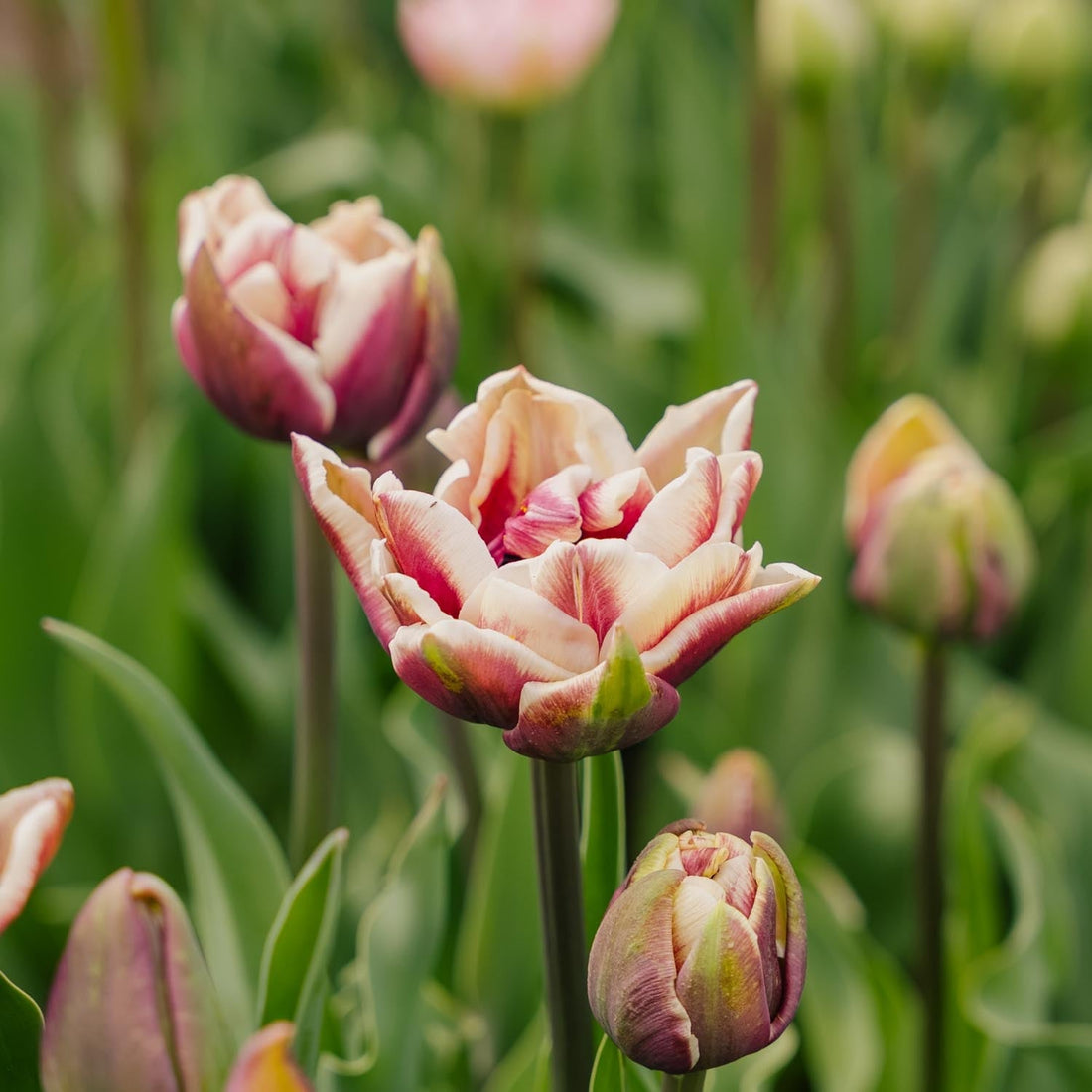 Tulppaani 'Wyndham'
