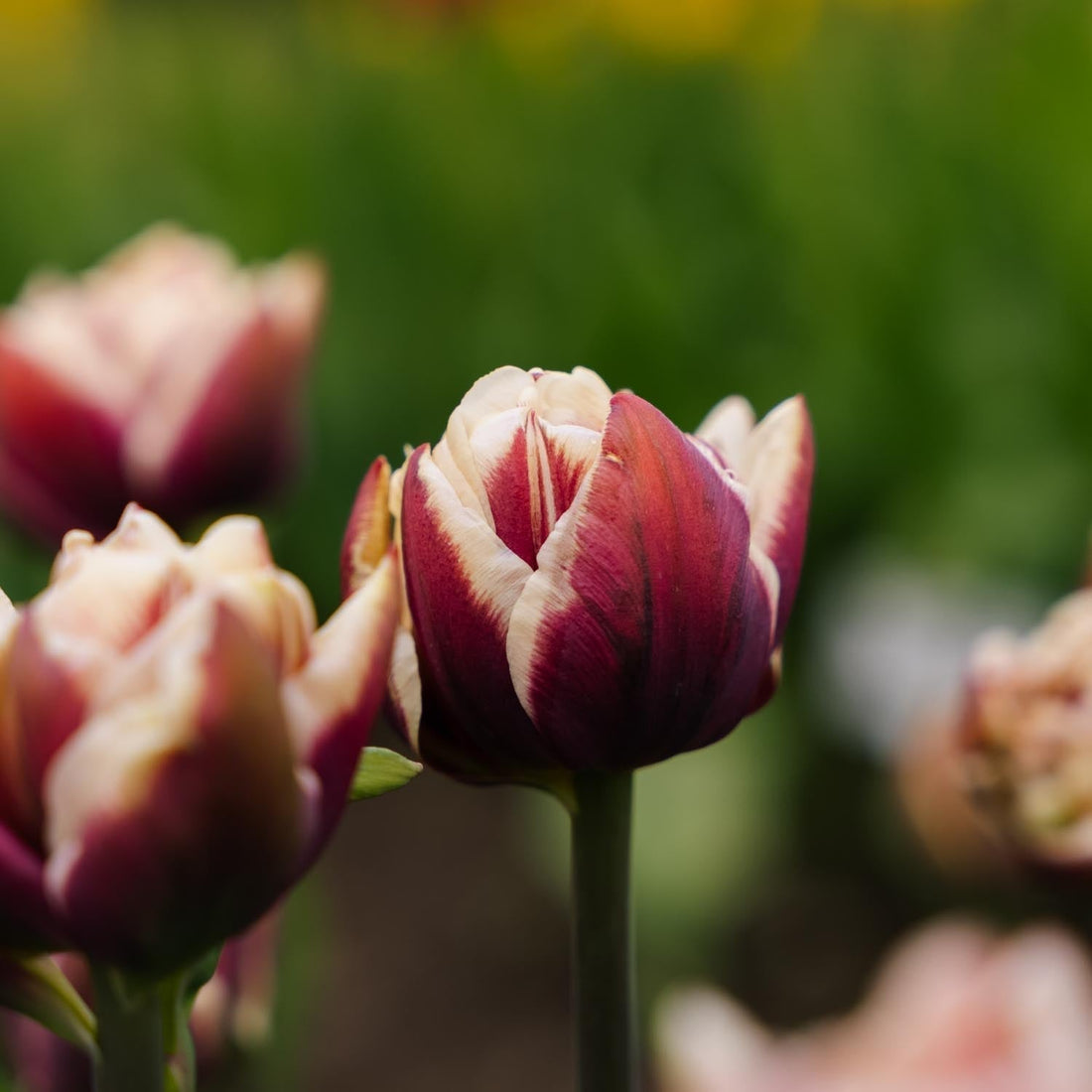 Tulppaani 'Wyndham'