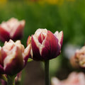 Tulppaani 'Wyndham'