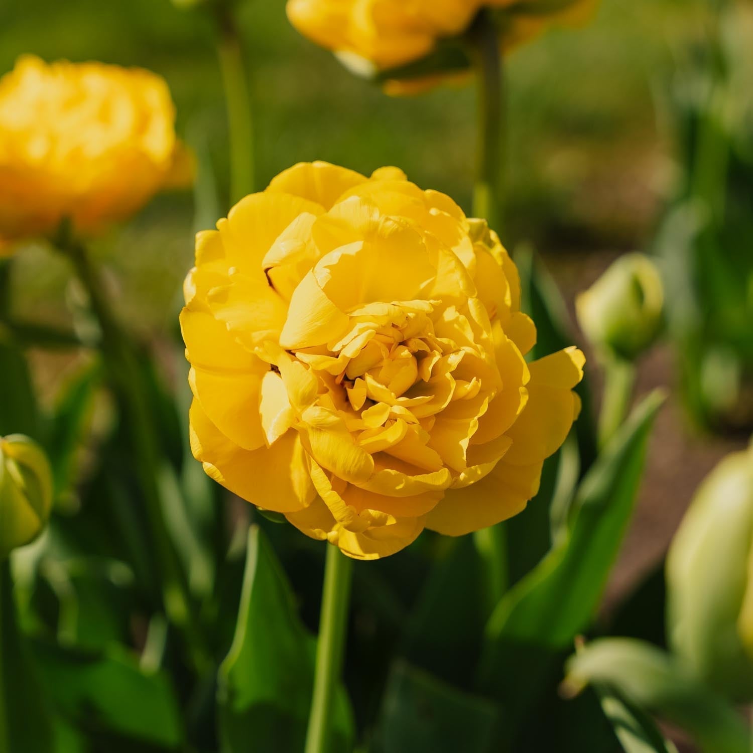 Tulppaani 'Yellow Pomponette'