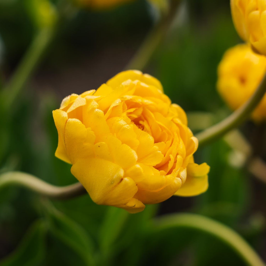 Tulppaani 'Yellow Pomponette'