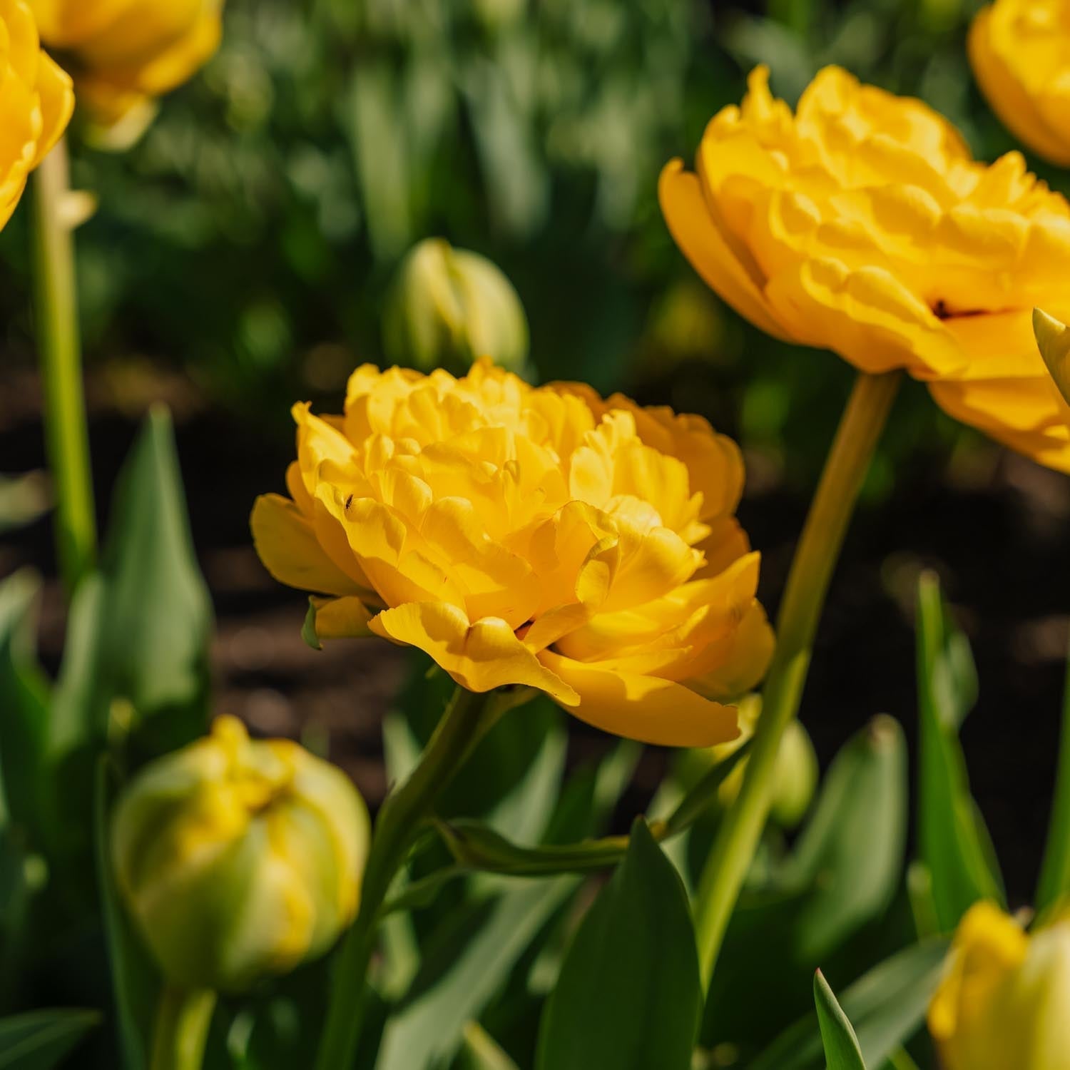 Tulppaani 'Yellow Pomponette'