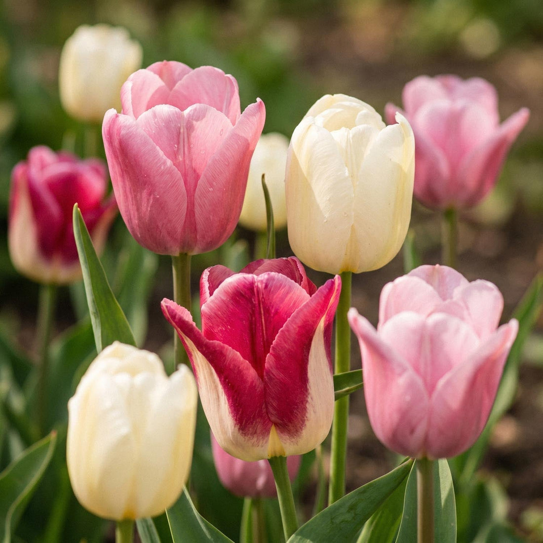 Tulppaaniseos 'Apple Blossom Mixed'