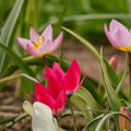 Tulppaaniseos 'Botanical Mixed'