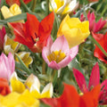 Tulppaaniseos 'Botanical Mixed'