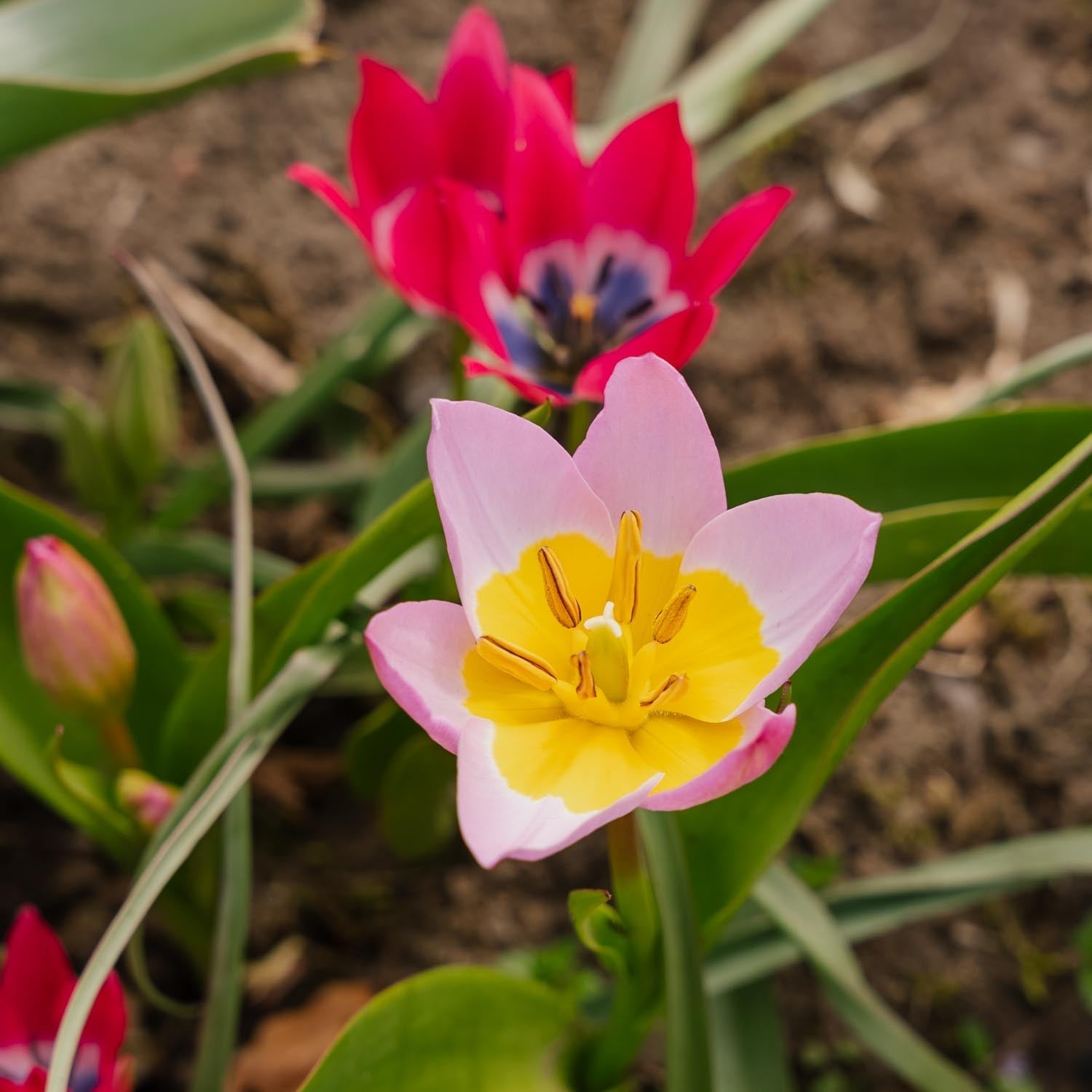 Tulppaaniseos 'Botanical Mixed'