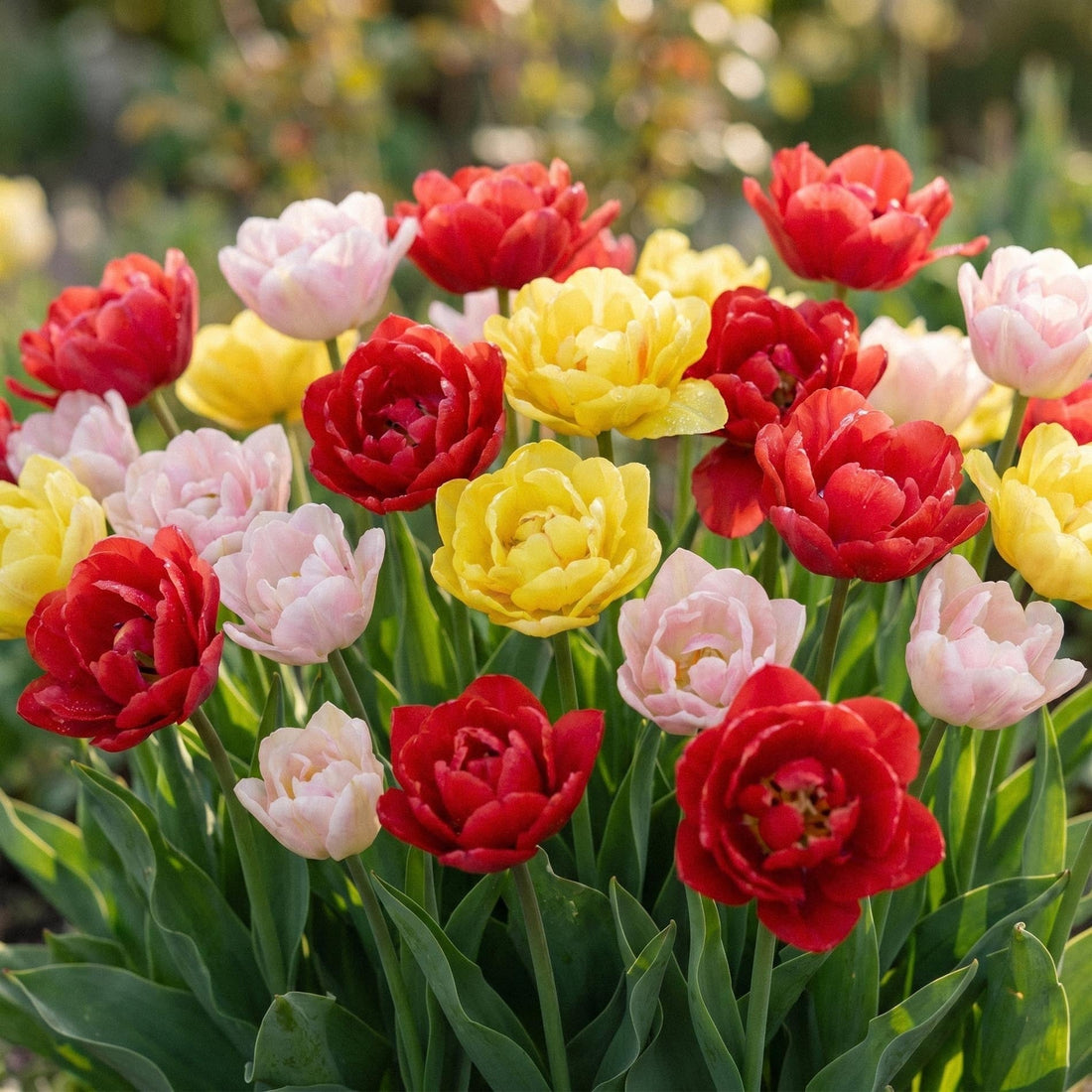 Tulppaaniseos 'Dance Bouquet Mix'