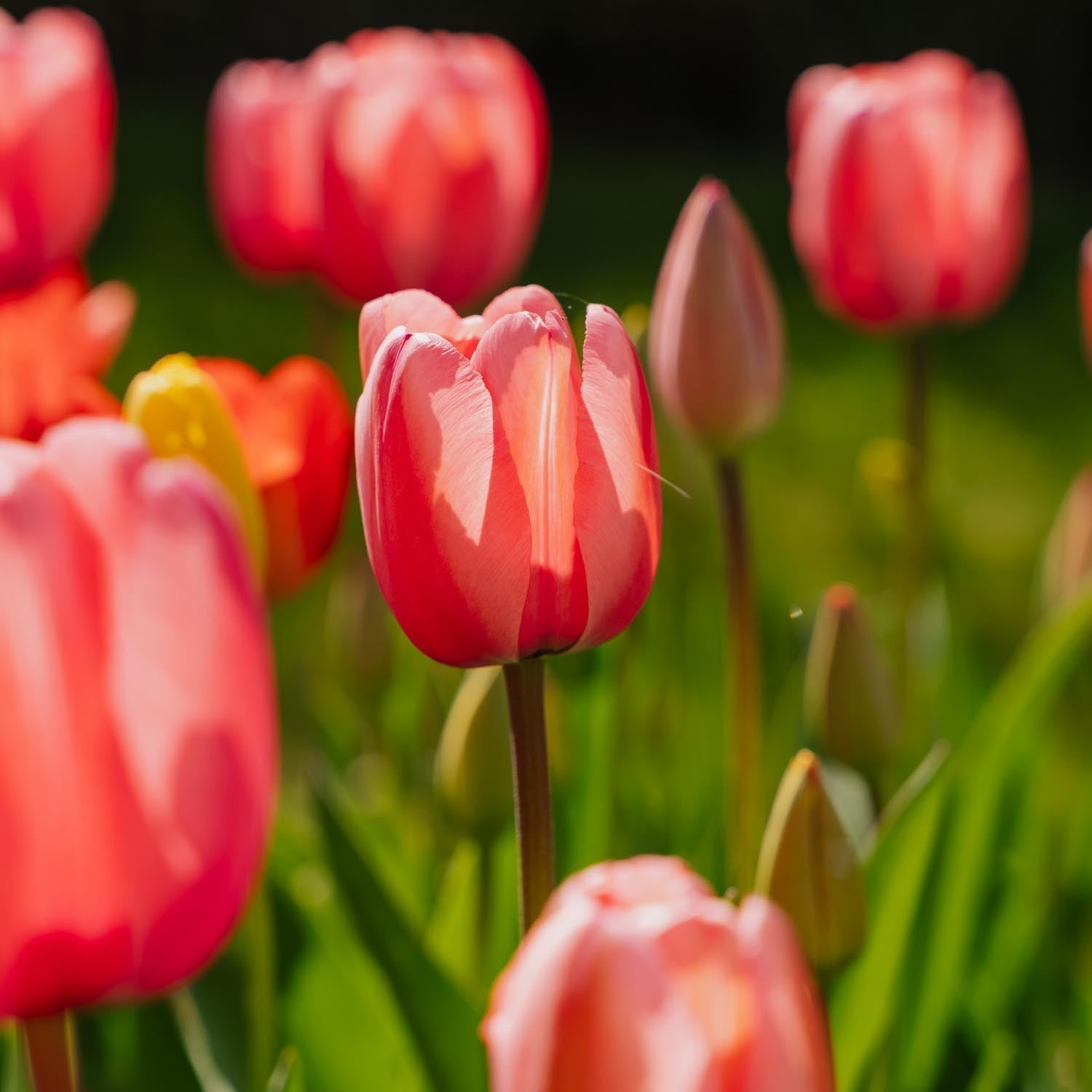 Tulppaaniseos 'Darwin Hybrid Mixed'