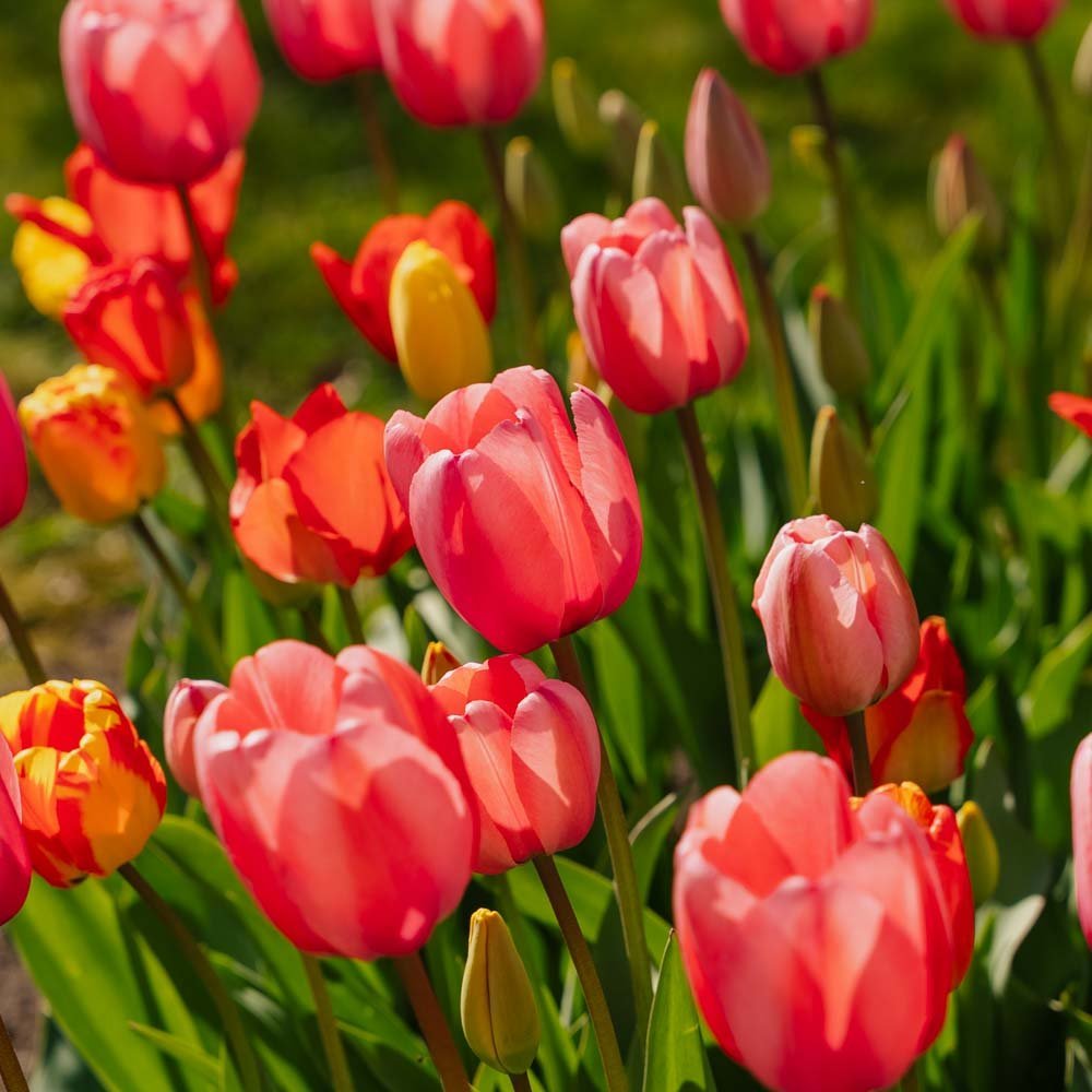 Tulppaaniseos 'Darwin Hybrid Mixed'